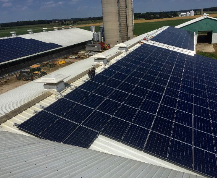 solar panels on a dairy farm